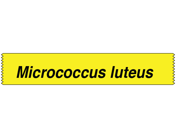 STGS-9 Yellow 1/2" x 500" Labeling Tape for Bacterial Genus Identification - With Imprint: Micrococcus luteus __________