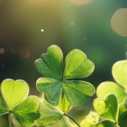 Shamrocks_600x250 banner